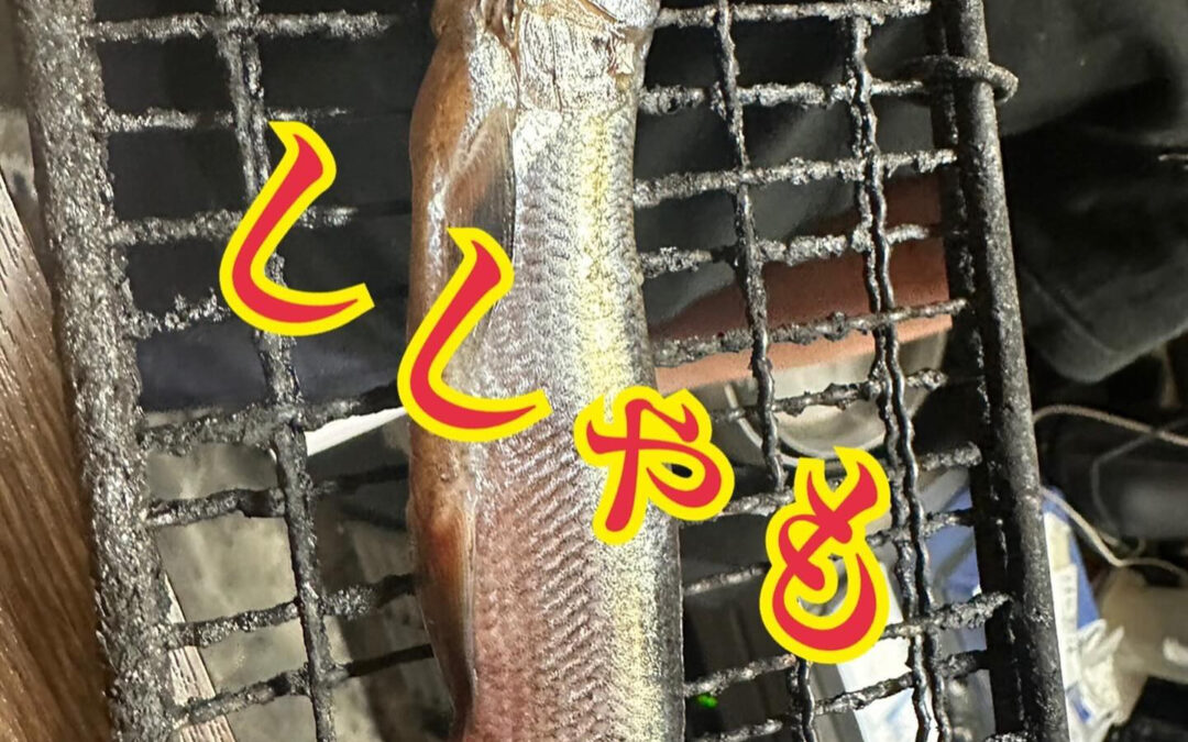 北海道の魚体の大っきい貴重なししゃもダヨ